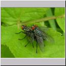 Sarcophaga carnaria - Fleischfliege 04.jpg